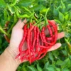 Himo Togarashi Pepper Seeds - Japanese Sweet Pepper - 12+ Seeds