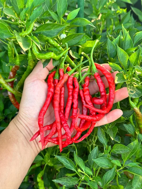 Himo Togarashi Pepper Seeds - Japanese Sweet Pepper - 12+ Seeds