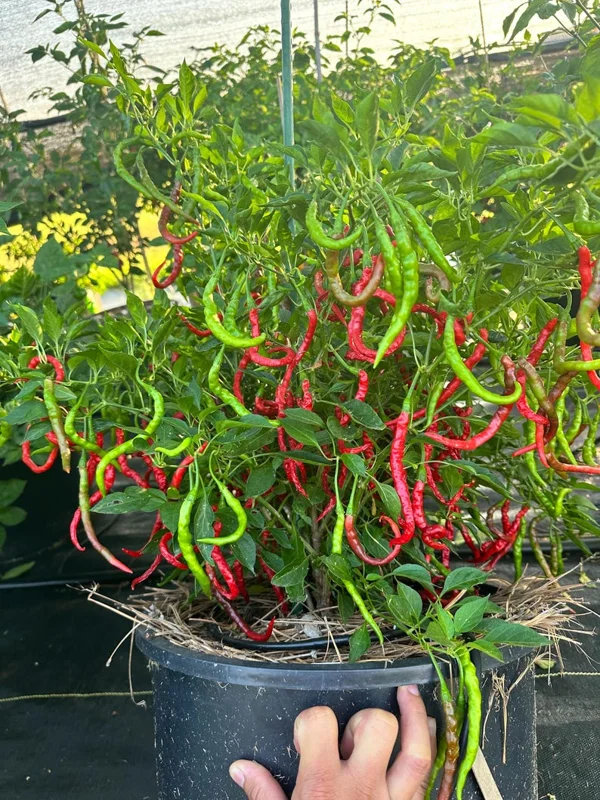 Himo Togarashi Pepper Seeds - Japanese Sweet Pepper - 12+ Seeds