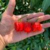 Hornet Pepper Seeds - Super Hot Variety - Grow Your Own