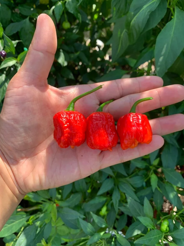 Hornet Pepper Seeds - Super Hot Variety - Grow Your Own