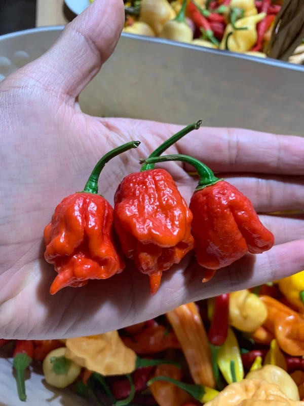 Hornet Pepper Seeds - Super Hot Variety - Grow Your Own