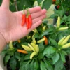 Houston White Thai Pepper Seeds - Hot Pepper Seeds - Garden Seeds