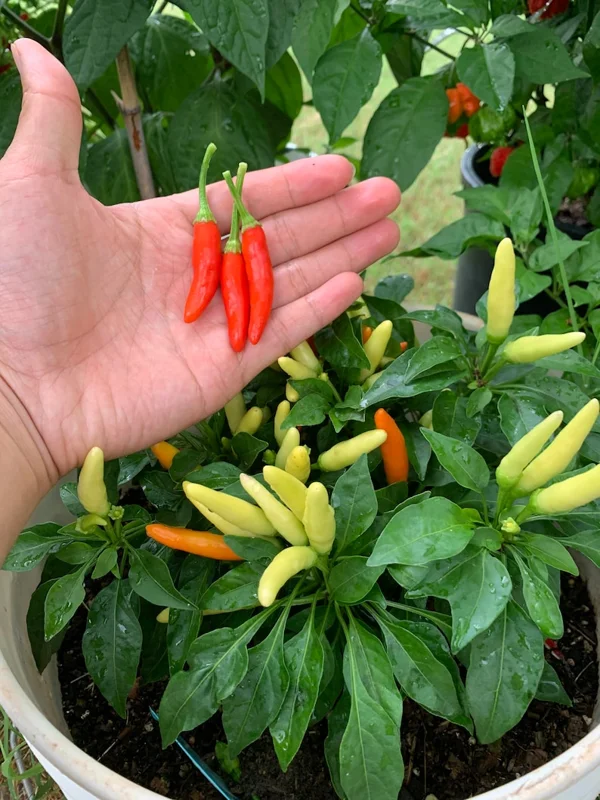 Houston White Thai Pepper Seeds - Hot Pepper Seeds - Garden Seeds