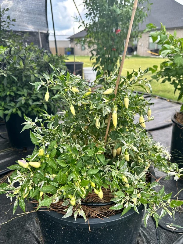 Indonesian Variegate X Sangria Pepper Seeds - Heirloom Variety