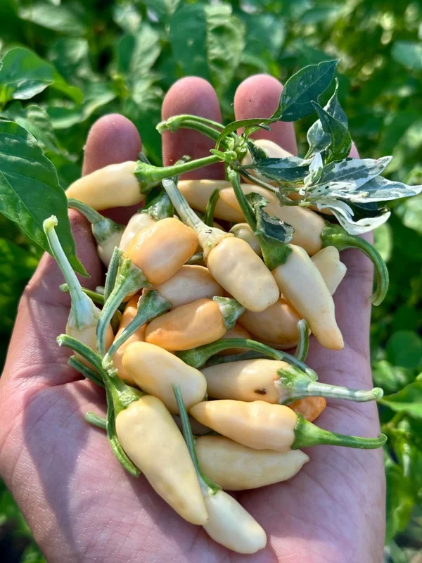 Indonesian Variegate X Sangria Pepper Seeds - Heirloom Variety