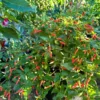 JT Yellow Thai Pepper Seeds - Hot Pepper Variety for Your Garden