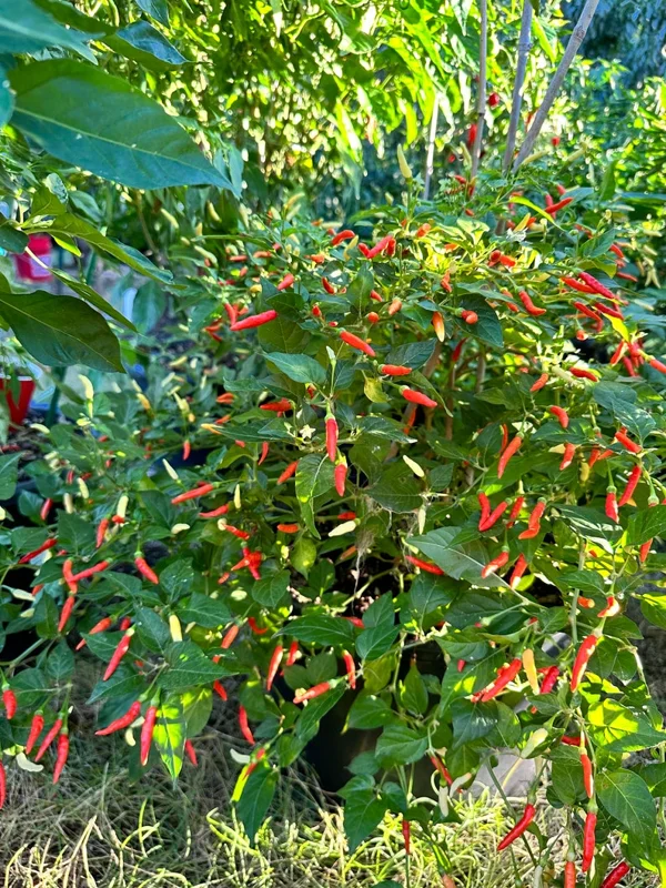 JT Yellow Thai Pepper Seeds - Hot Pepper Variety for Your Garden