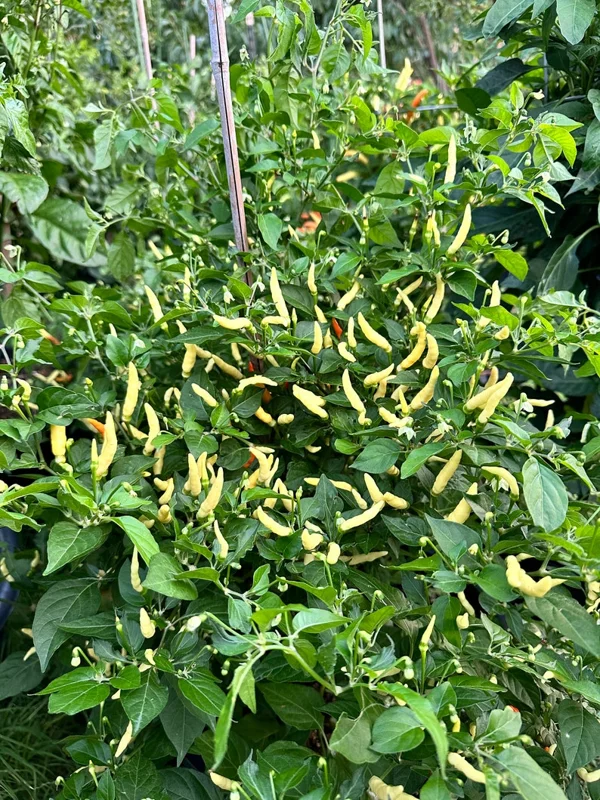 JT Yellow Thai Pepper Seeds - Hot Pepper Variety for Your Garden