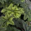 Jacklyn Alocasia tandurusa - 4" Pot - Collector's Series