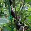 Jalapeño Deadpool Pepper Seeds - Heirloom Variety