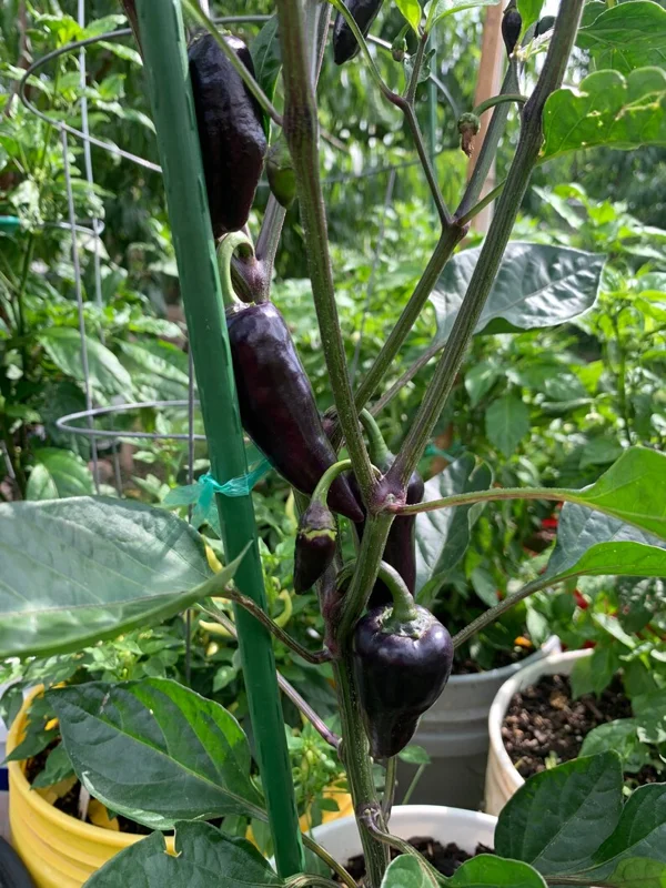 Jalapeño Deadpool Pepper Seeds - Heirloom Variety