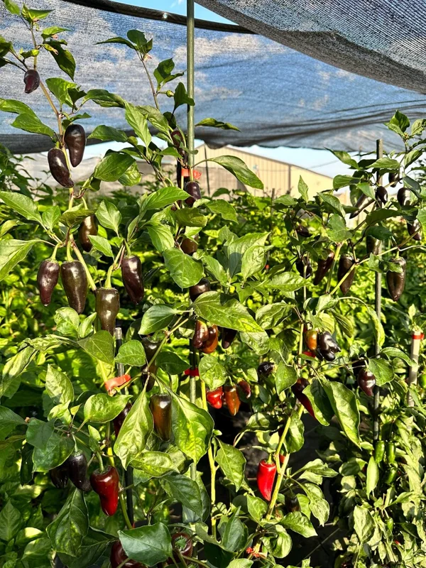 Jalapeño Deadpool Pepper Seeds - Heirloom Variety