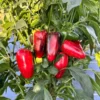 Jalapeño Pepper Seeds - Biker Billy Variety - Spicy Garden Vegetable
