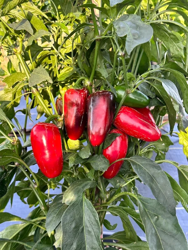 Jalapeño Pepper Seeds - Biker Billy Variety - Spicy Garden Vegetable