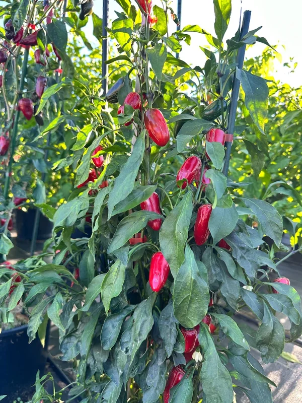 Jalapeño Pepper Seeds - Biker Billy Variety - Spicy Garden Vegetable