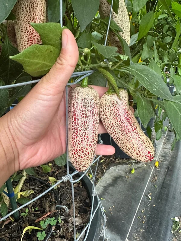 Jalapeño Pepper Seeds - Heirloom Vegetable Seeds for Home Gardens