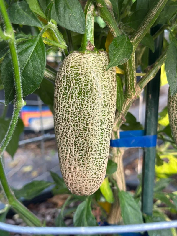 Jalapeño Pepper Seeds - Heirloom Vegetable Seeds for Home Gardens