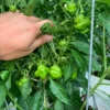 Jamaican Mushroom Red Pepper Seeds - Hot Pepper Variety