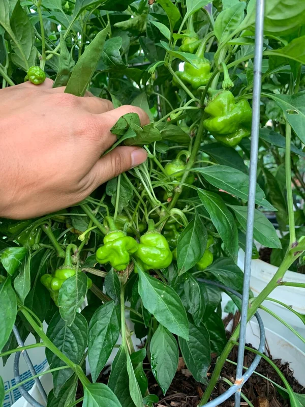 Jamaican Mushroom Red Pepper Seeds - Hot Pepper Variety