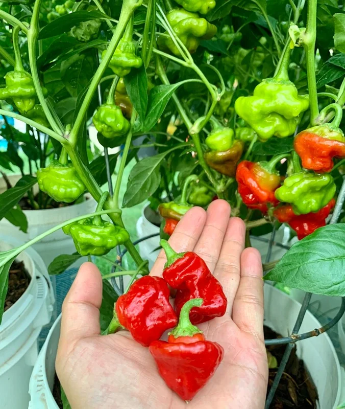 Jamaican Mushroom Red Pepper Seeds - Hot Pepper Variety