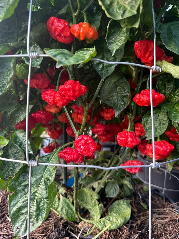 Jamaican Red Scotch Bonnet Pepper Seeds - Heirloom Variety