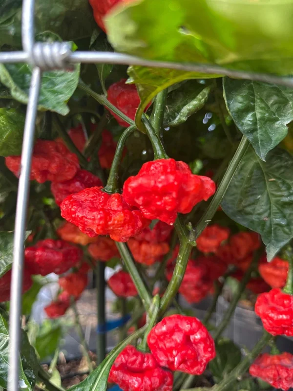 Jamaican Red Scotch Bonnet Pepper Seeds - Heirloom Variety