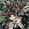 Jamaican Scarlet Pepper Seeds - Hot Pepper Seeds - Ornamental Variety