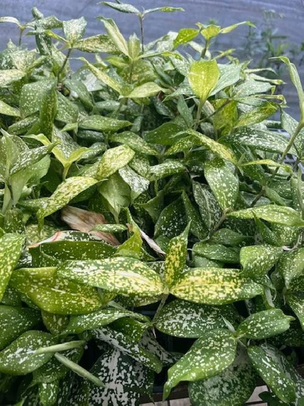 Japanese Bamboo Florida Beauty Dracaena - 3 Inch Potted Plant - Indoor Air Purifier