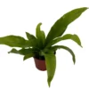 Japanese Bird's Nest Fern Plant - 2.5 Inch Pot - Asplenium
