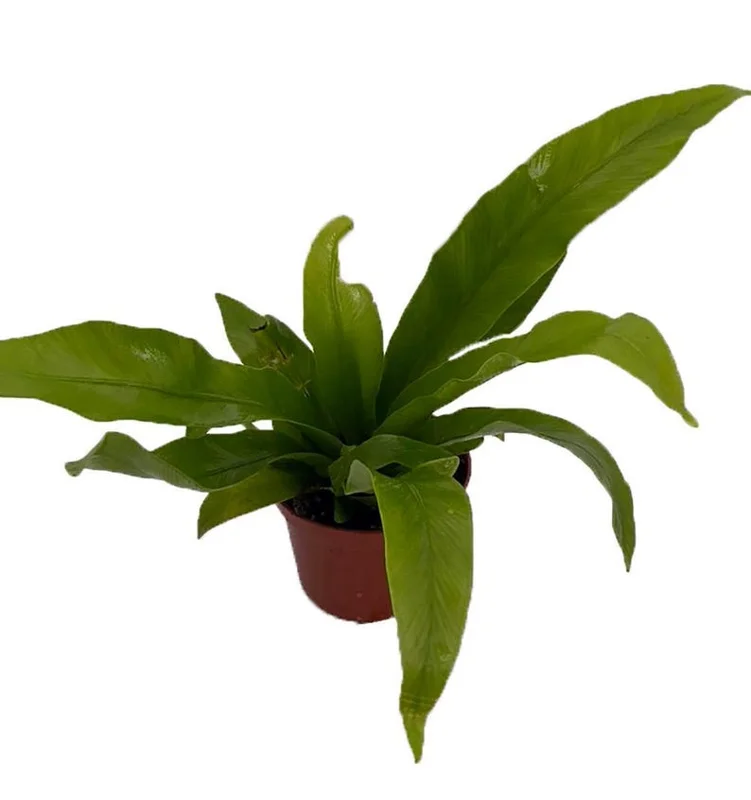 Japanese Bird's Nest Fern Plant - 2.5 Inch Pot - Asplenium