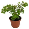 Japanese Ming Aralia Tree Plant - Polyscias Indoor Plant - 2.5" Pot - Live Houseplant