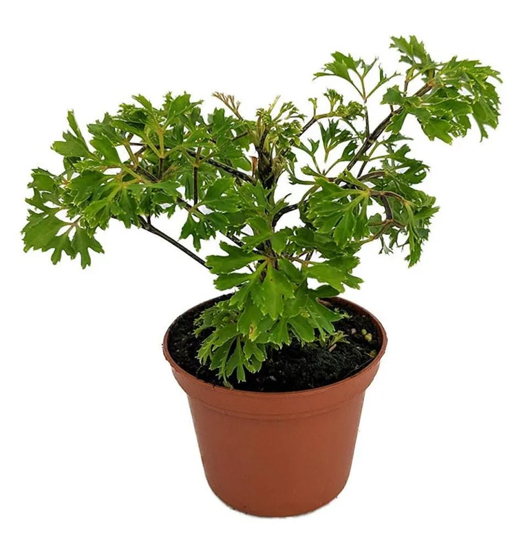 Japanese Ming Aralia Tree Plant - Polyscias Indoor Plant - 2.5" Pot - Live Houseplant