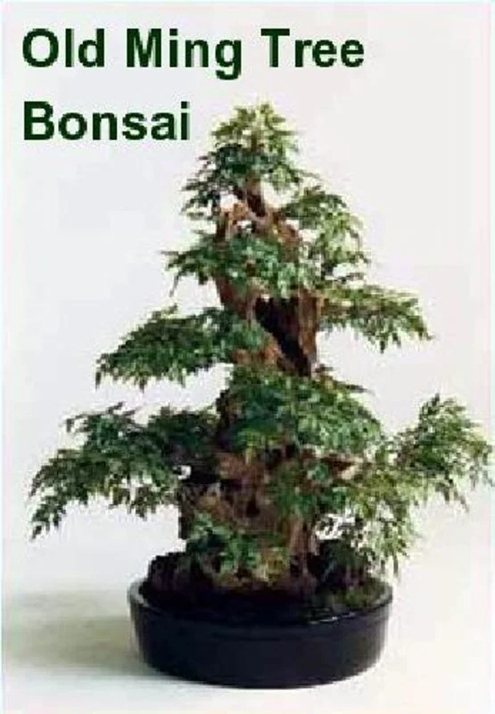 Japanese Ming Aralia Tree Plant - Polyscias Indoor Plant - 2.5" Pot - Live Houseplant