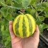 Japanese Tiger Melon Seeds - Heirloom Variety - 20 Seeds