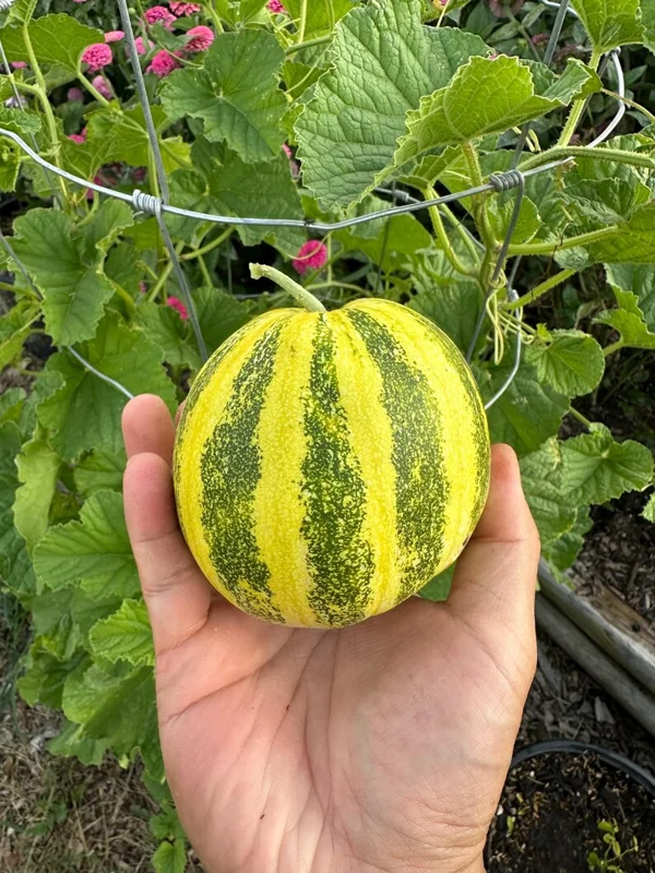 Japanese Tiger Melon Seeds - Heirloom Variety - 20 Seeds