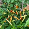 Japanese White Eagle Claw Pepper Seeds - Heirloom Variety