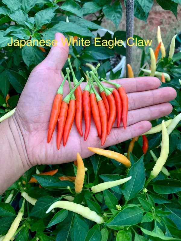 Japanese White Eagle Claw Pepper Seeds - Heirloom Variety