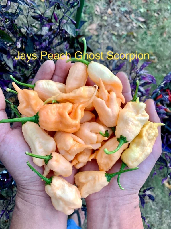 Jays Peach Ghost Scorpion Pepper Seeds - Super Hot Variety