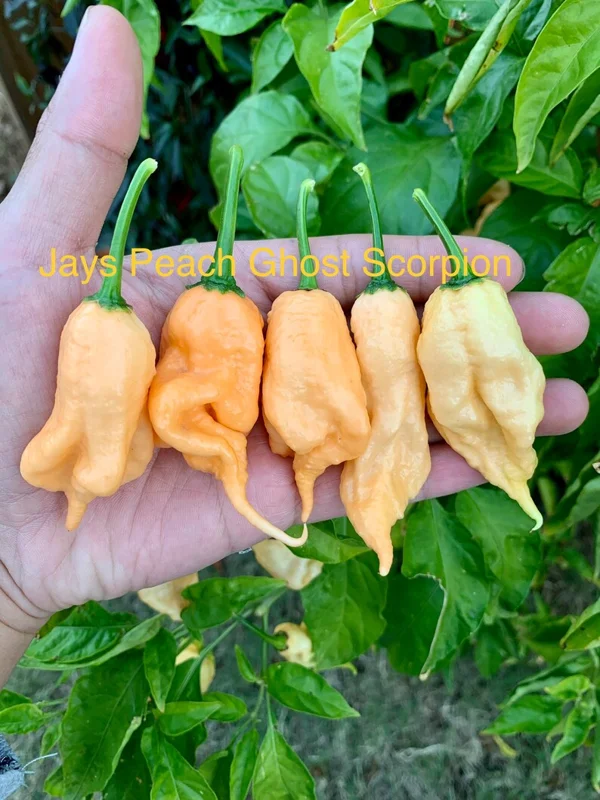 Jays Peach Ghost Scorpion Pepper Seeds - Super Hot Variety