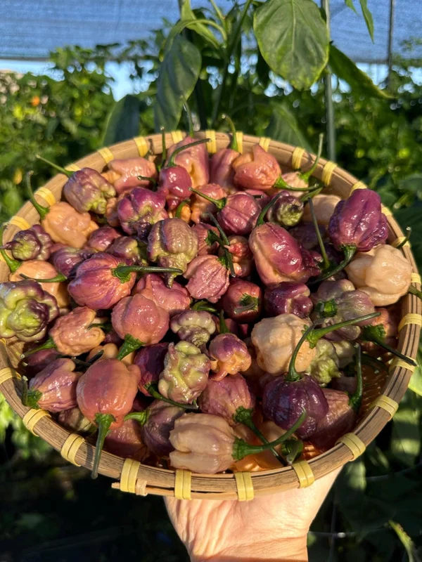 Jays Pink x Purple Ghost Scorpion Orange Pepper Seeds - Rare Hot Pepper Seed