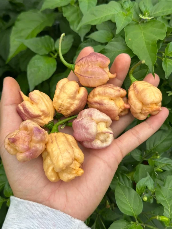 Jays Pink x Purple Ghost Scorpion Orange Pepper Seeds - Rare Hot Pepper Seed
