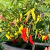 Jays Red Ghost Scorpion Pepper Seeds - Hot Pepper Variety