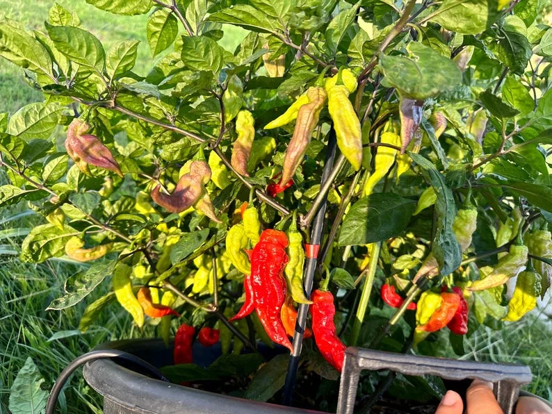 Jays Red Ghost Scorpion Pepper Seeds - Hot Pepper Variety