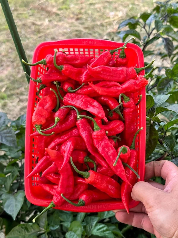 Jays Red Ghost Scorpion Pepper Seeds - Hot Pepper Variety