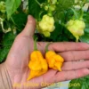Jays Yellow Ghost Scorpion Pepper Seeds - Super Hot Variety