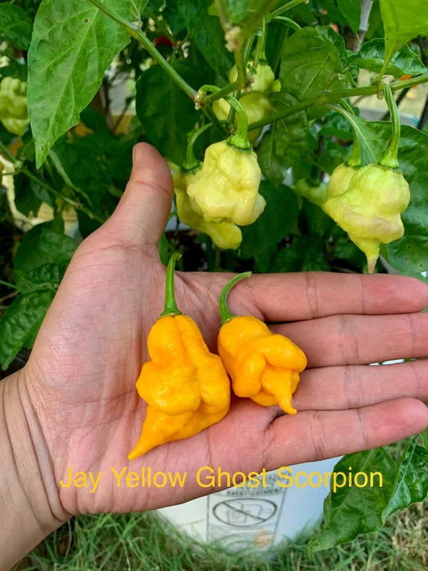 Jays Yellow Ghost Scorpion Pepper Seeds - Super Hot Variety
