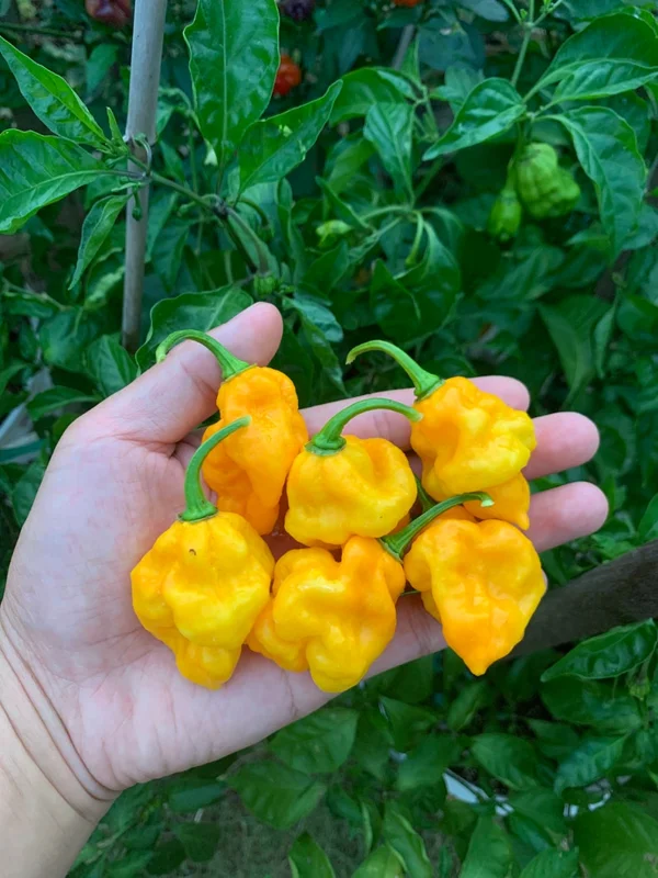 Jays Yellow Ghost Scorpion Pepper Seeds - Super Hot Variety
