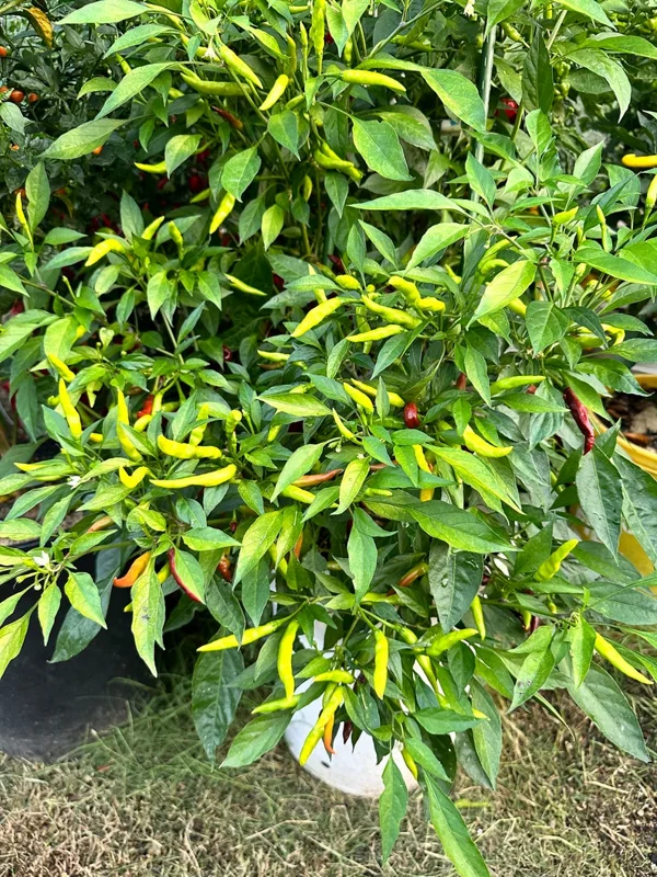 KS Chocolate Factory Pepper Seeds - Heirloom Pepper Seeds