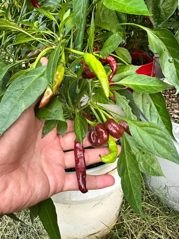 KS Chocolate Factory Pepper Seeds - Heirloom Pepper Seeds
